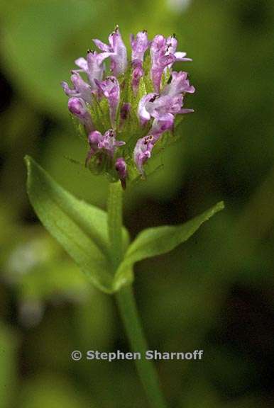 plectritis ciliosa 3 graphic